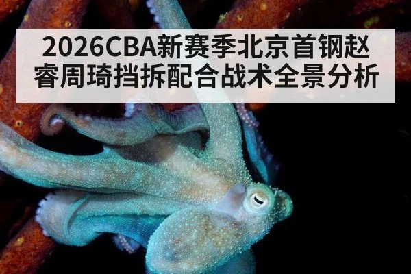 2026CBA新赛季北京首钢赵睿周琦挡拆配合战术全景分析